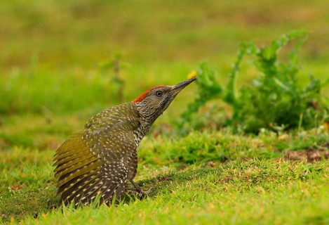 Green Woodpecker