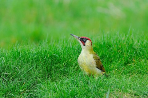 Green Woodpecker