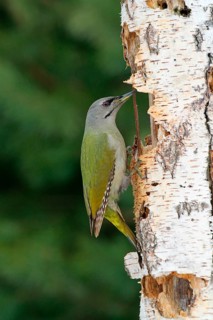 Grey-headed Woodpecker