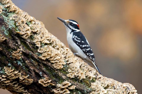 Hairy Woodpecker