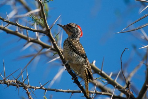 Nubian woodpecker