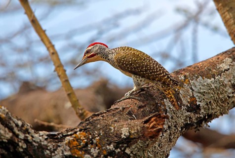 Nubian woodpecker