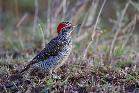 Nubian woodpecker