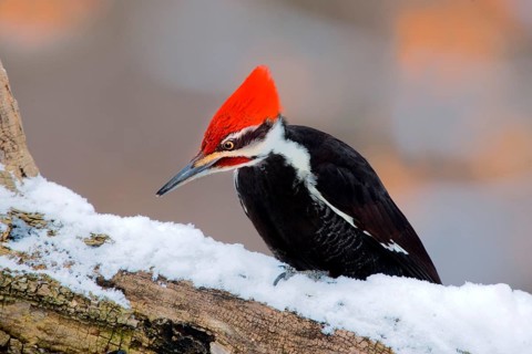 Pileated Woodpecker