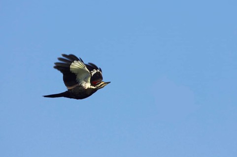 Pileated Woodpecker