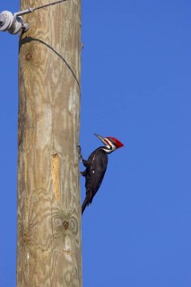 Pileated Woodpecker