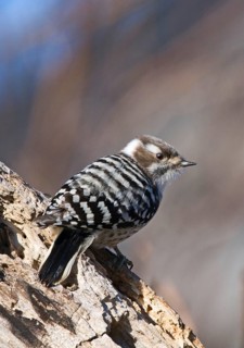 Japanese Kizuki Woodpecker