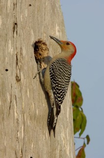 Red-bellied woodpecker