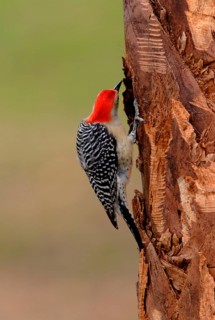 Red-bellied Woodpecker