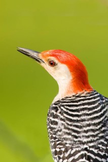 Red-bellied Woodpecker