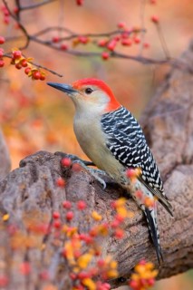 Red-bellied Woodpecker