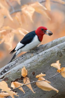 Red-headed Woodpecker