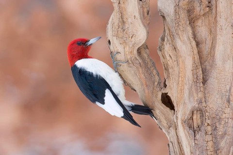 Red-headed Woodpecker