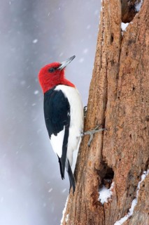 Red-headed Woodpecker