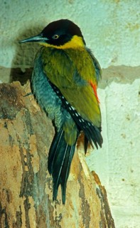 Black-headed woodpecker