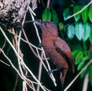 Rusty Woodpecker