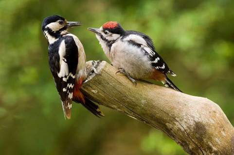 Greater Spotted Woodpecker