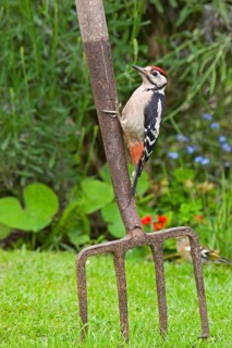 Great spotted woodpecker