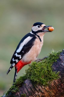 Greater Spotted Woodpecker