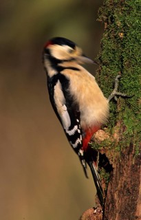 Great spotted woodpecker