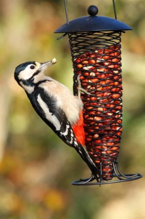 Great spotted woodpecker