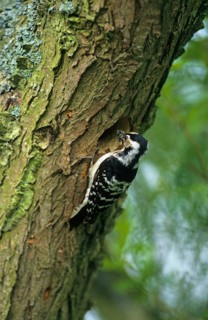 Lesser spotted woodpecker