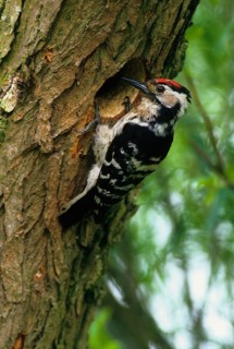Lesser spotted woodpecker