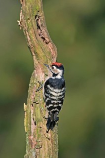 Lesser spotted woodpecker