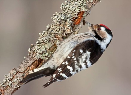 Lesser Spotted Woodpecker