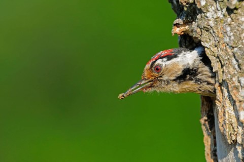 Lesser spotted woodpecker