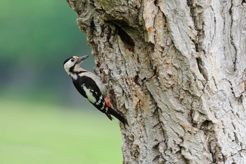 Syrian syrian woodpecker