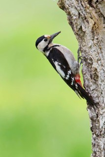 Syrian Woodpecker