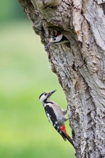 Syrian Woodpecker