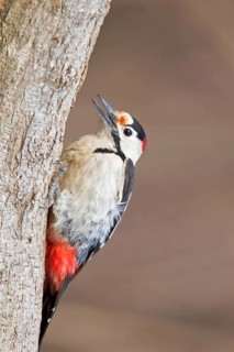 Syrian Woodpecker