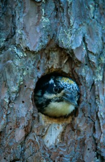 Three-toed woodpeckers