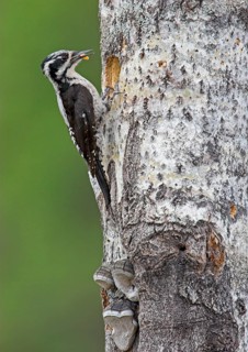 Three-toed woodpecker