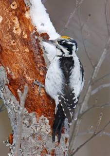 Three-toed woodpecker