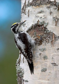 Three-toed woodpeckers