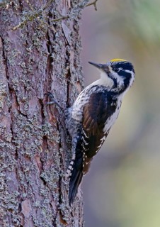 Three-toed woodpeckers