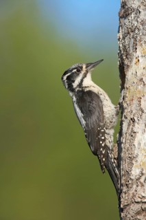 Three-toed woodpeckers