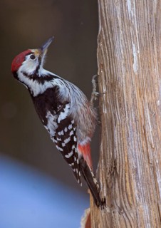White-backed Woodpecker
