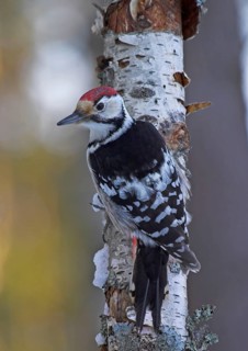 White-backed Woodpecker