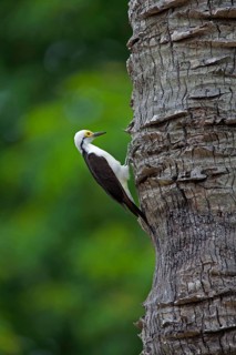 Adult white woodpecker
