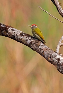 Streak-throated woodpecker