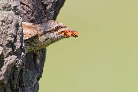 Eurasian Wryneck