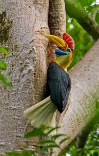 Knobbed hornbill