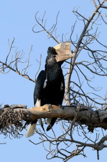Grey-cheeked Hornbill