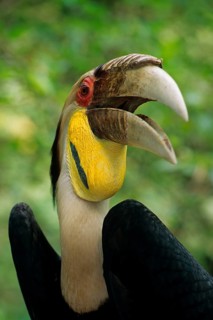 Wreathed Hornbill