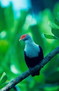 Pigeon