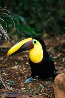 Chestnut Mandibou Toucan